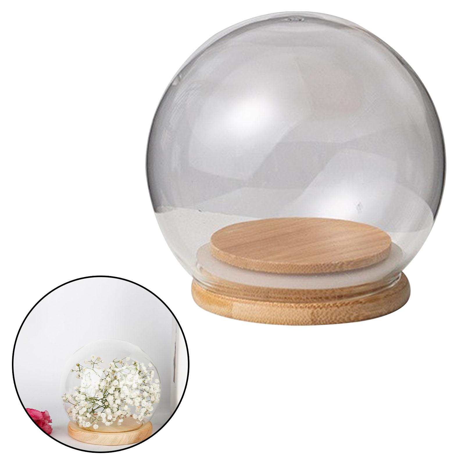 Clear Display Dome with Wooden Base Dustproof for Plant Office Counter Tops 12cm