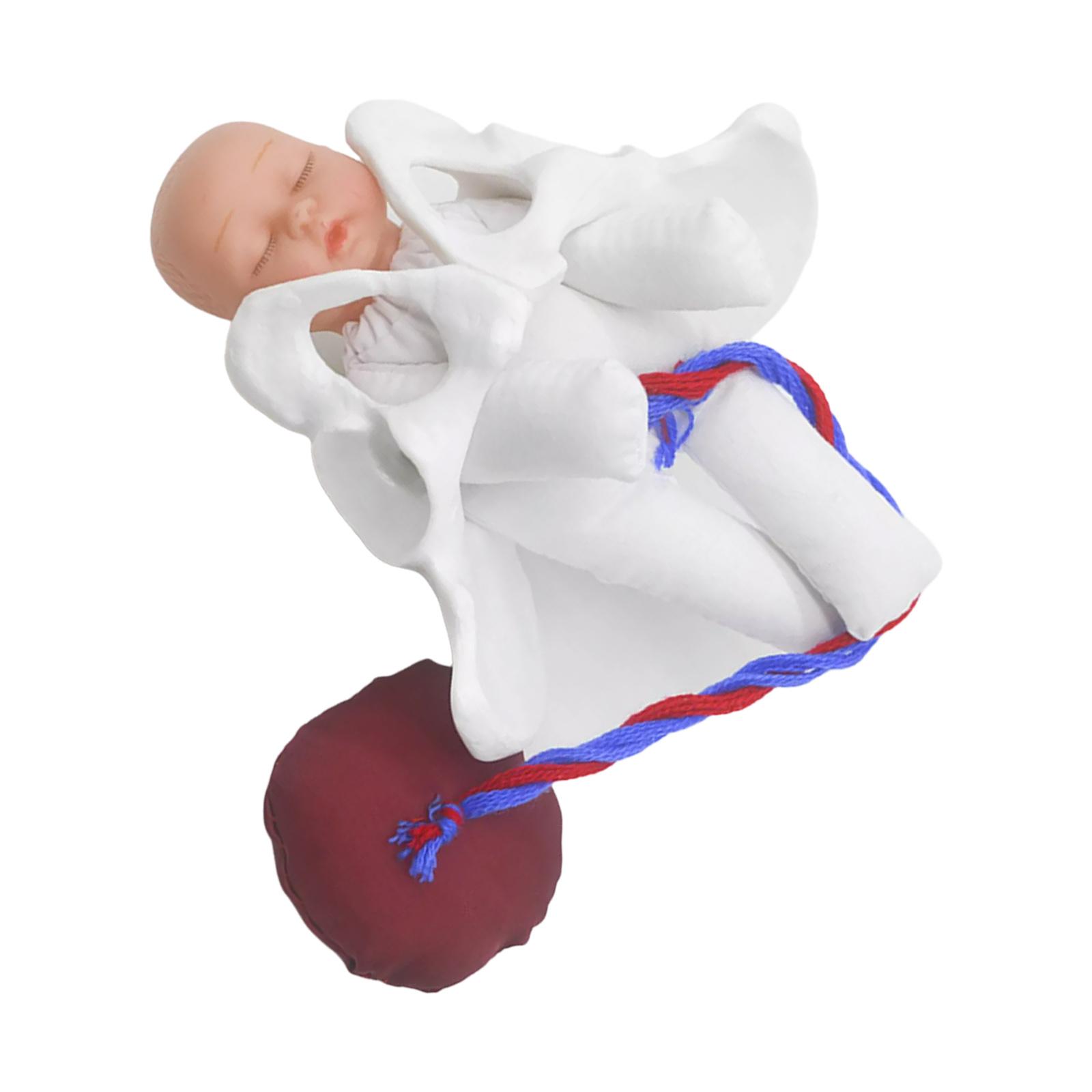 Female Pelvis Model