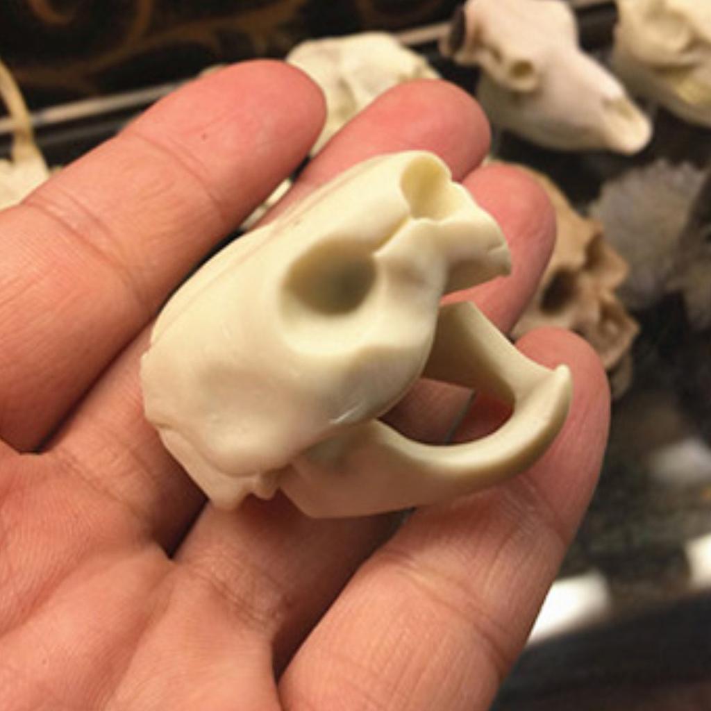 Fish Tank Small Skull Aquarium Decorations Reptile House Skeleton Head