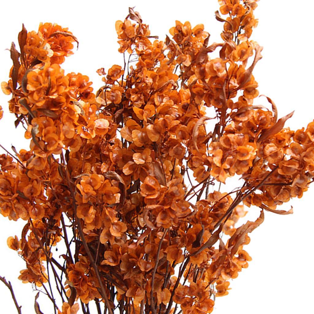 Dried Flower Bouquet Wedding Party Kitchen Plant Stem Bunch Dodonaea Viscosa Orange