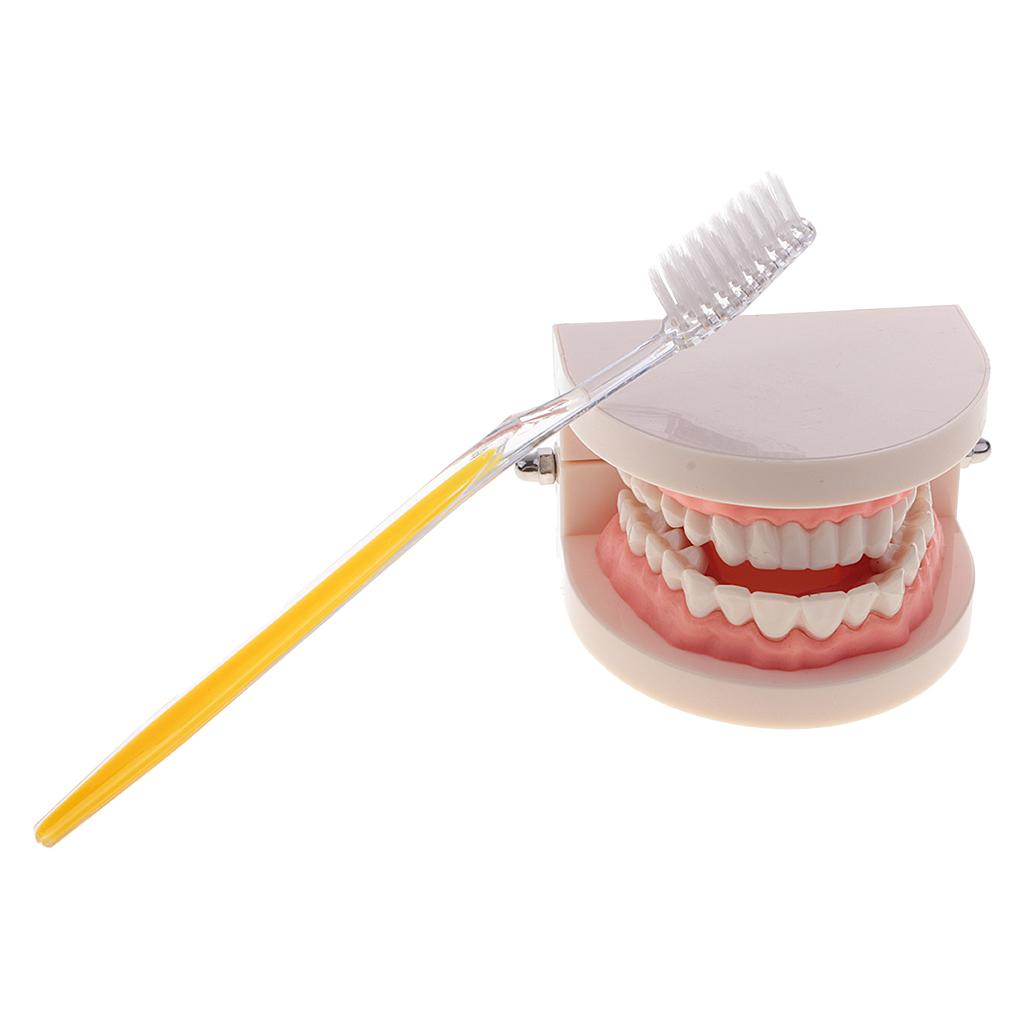 Human Mouth Dental Teeth Model