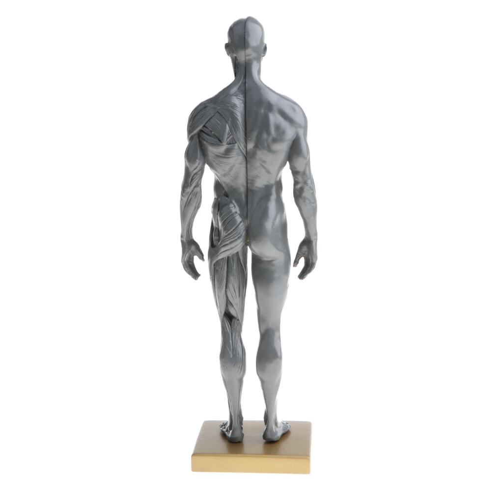 Male Anatomy Figure Superficial Muscle Anatomy Model Lab Ornament - Gray