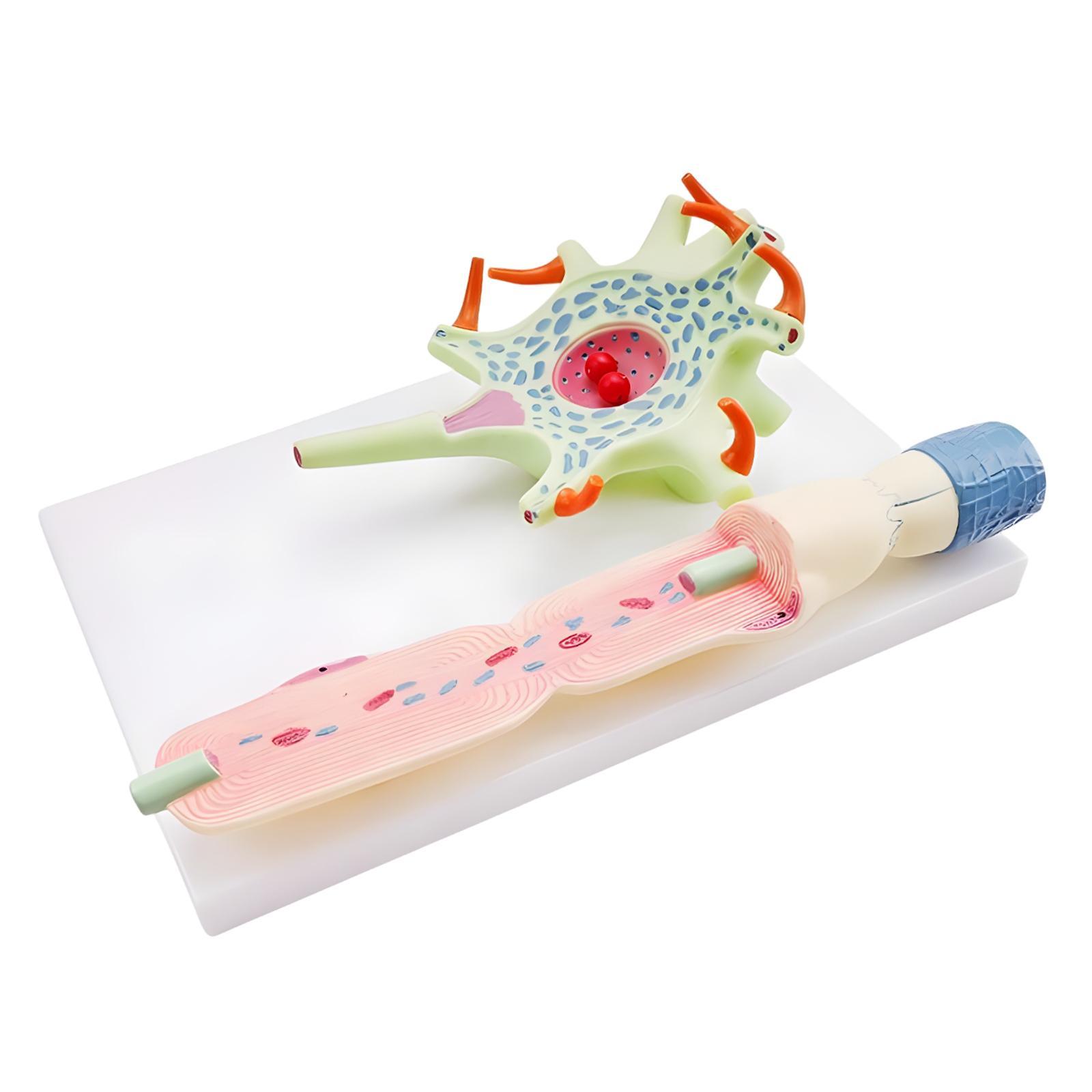 Neuron Anatomy Model