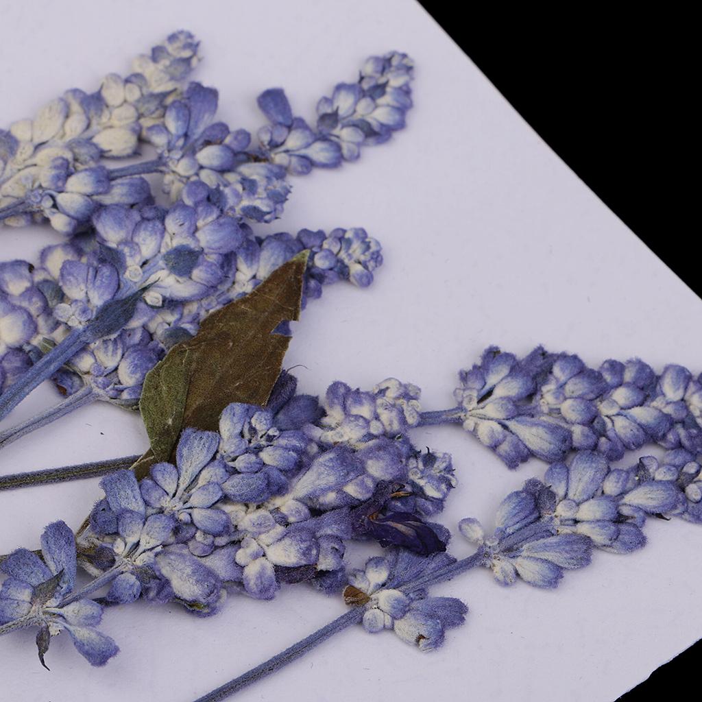 Variety of Real Pressed Dried Flowers for DIY Scrapbooking Art Crafts
