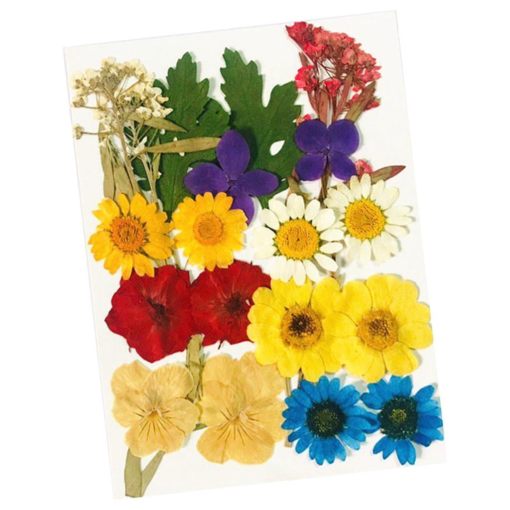 1 Bag Natural Real Pressed Dried Flowers DIY Scrapbooking Card Making