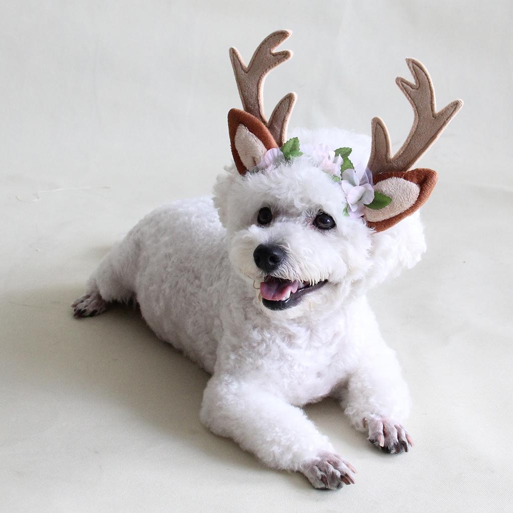 Haustier Hund Katze Geweih Stirnband Hoop Cosplay Kostüm Halloween eBay