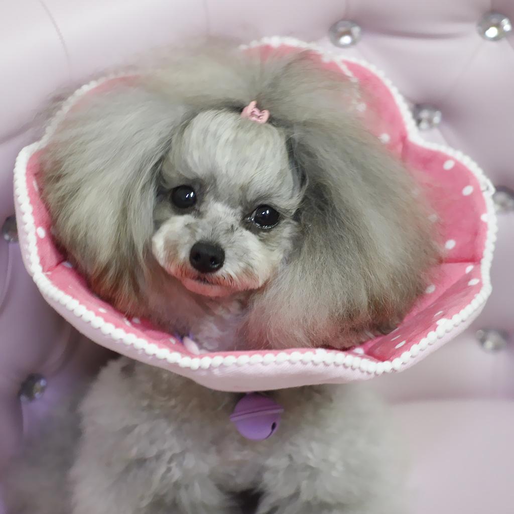 Chien Et Chat Collerette Forme Cone Fleur En Tissu Pour Protection Eur 9 77 Picclick Fr