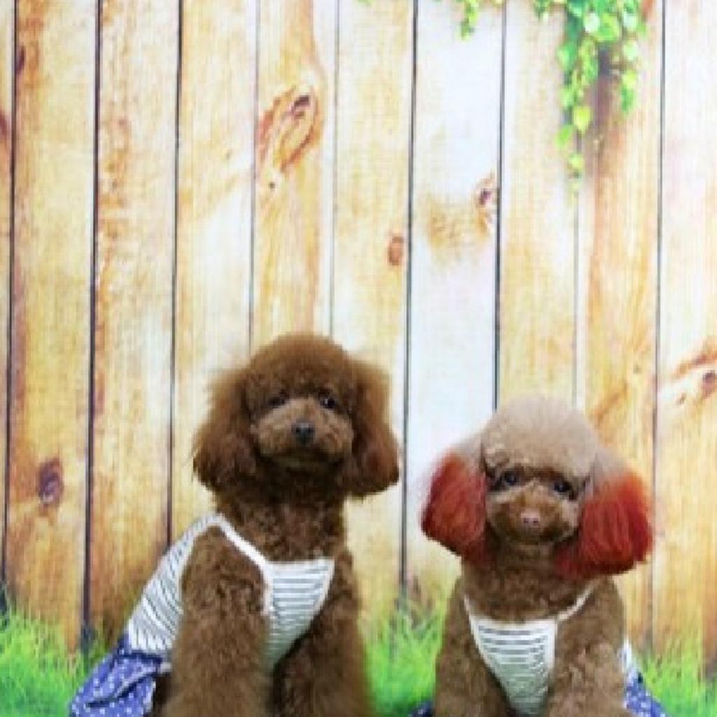 Digital Cloth Photography Backcloth Dollhouse Scene Accessories 60 x 120cm