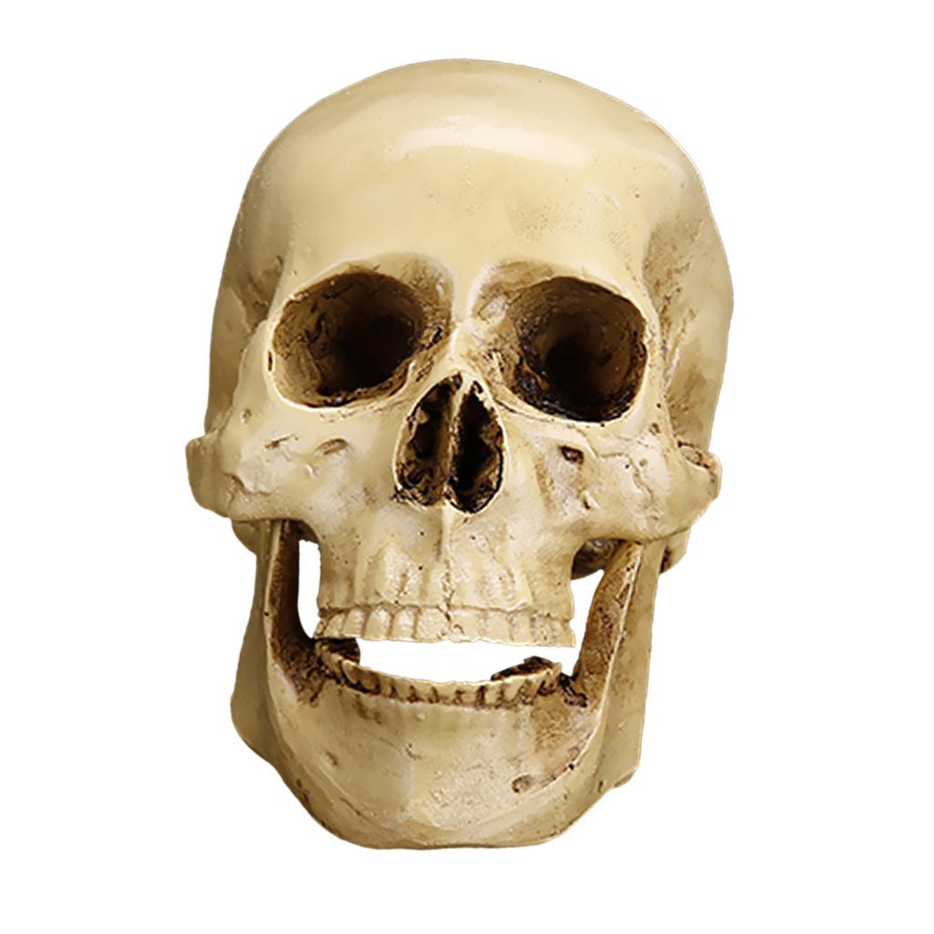 2xGothic Carving Model Skull Figurine Human Head Model Decor