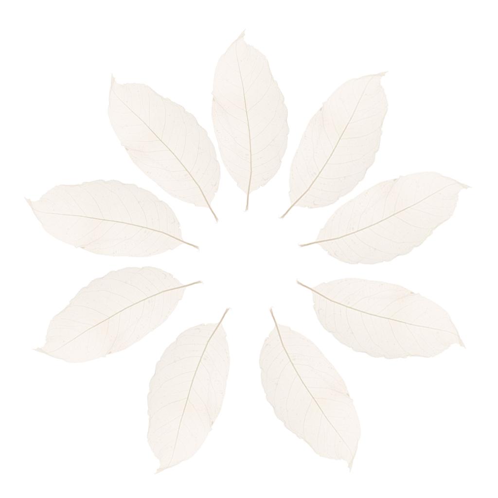 100Pcs Natural Magnolia Skeleton Leaf Leaves Card Scrapbook white and coffee