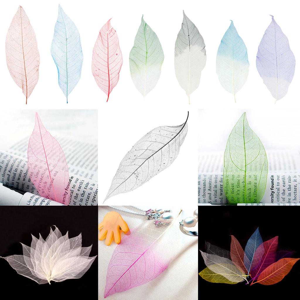 100Pcs Natural Magnolia Skeleton Leaf Leaves Card Scrapbook white and black