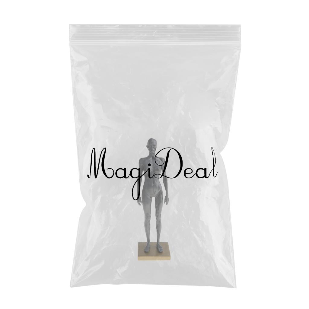 Female Anatomy Figure Superficial Muscle Anatomy Model Lab Ornament - Gray