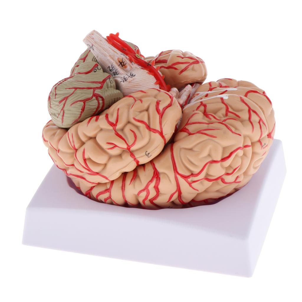 New Disassembled Anatomical Human Brain Model Anatomy Study Teaching Tool