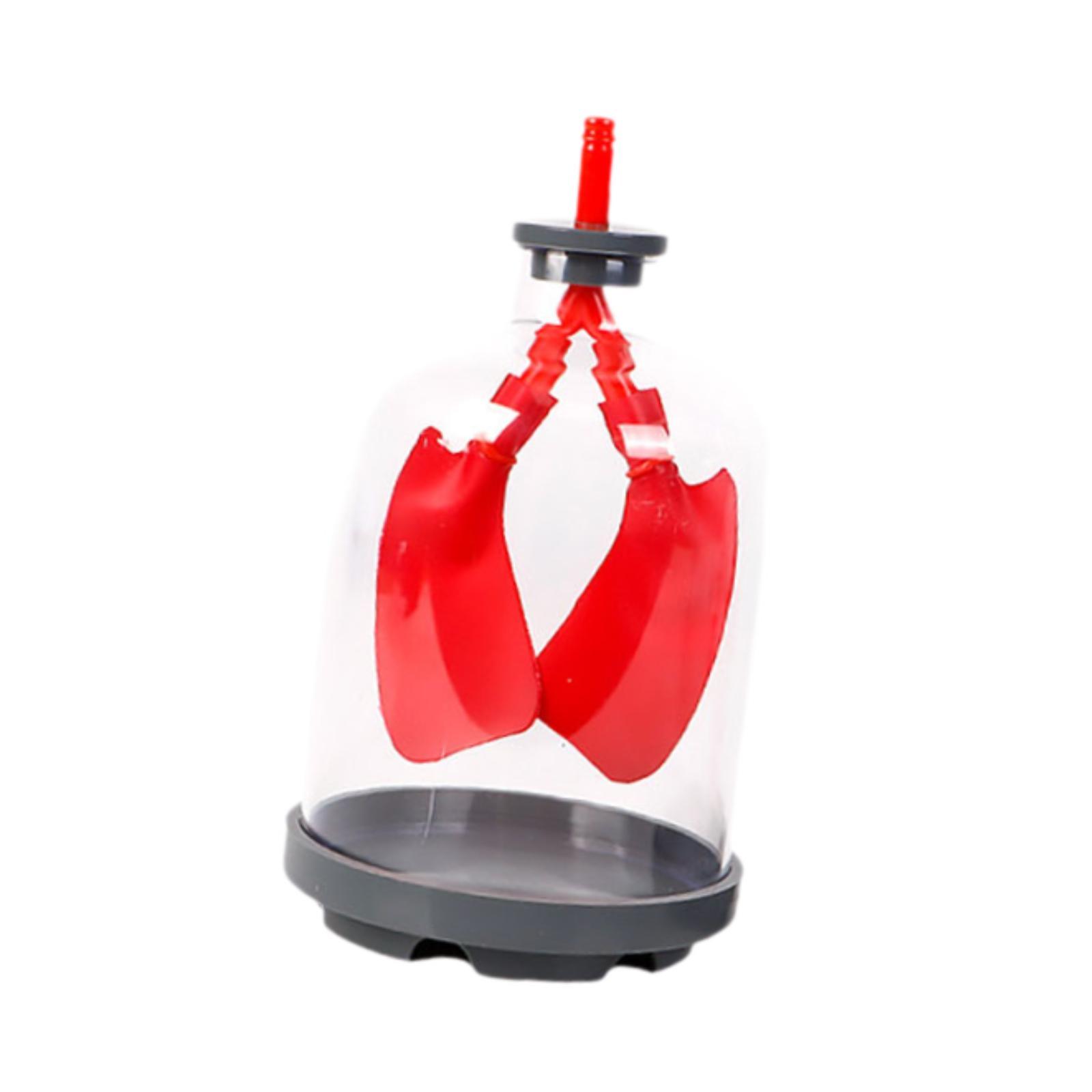 Lung Breathing Model