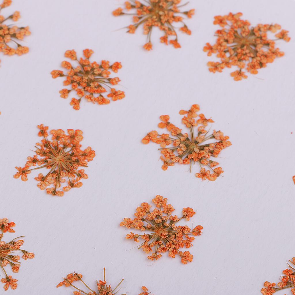 16 Pieces Dried Pressed Flowers DIY Embossed Photo Frame Phone Case Material