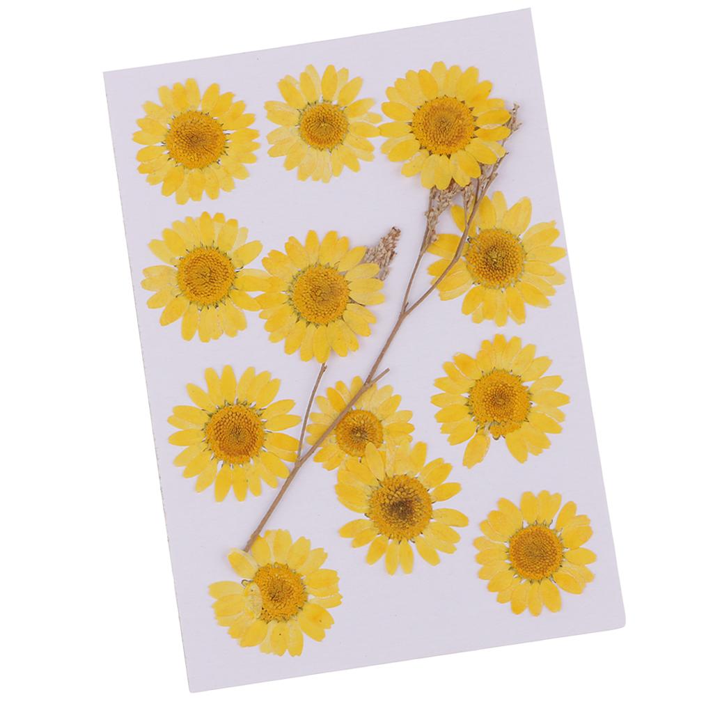 12x Pressed Natural Dried Flowers Chrysanthemum for Scrapbooking Card making