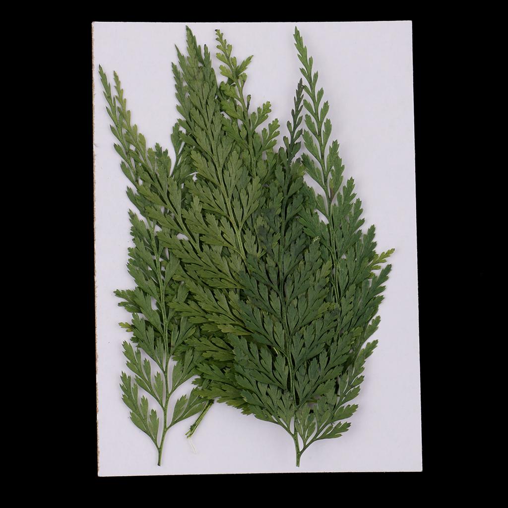 3x12 Pieces Natural Pressed Dried Flowers Fern Leaves DIY Art Craft Scrapbooks