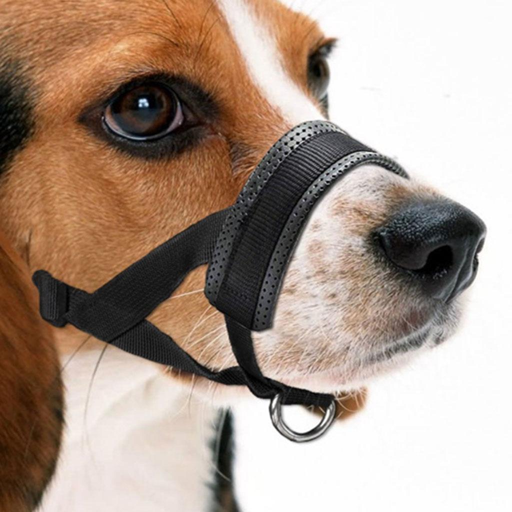 muzzle to prevent chewing
