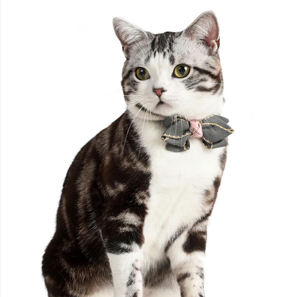 whisker city at ease