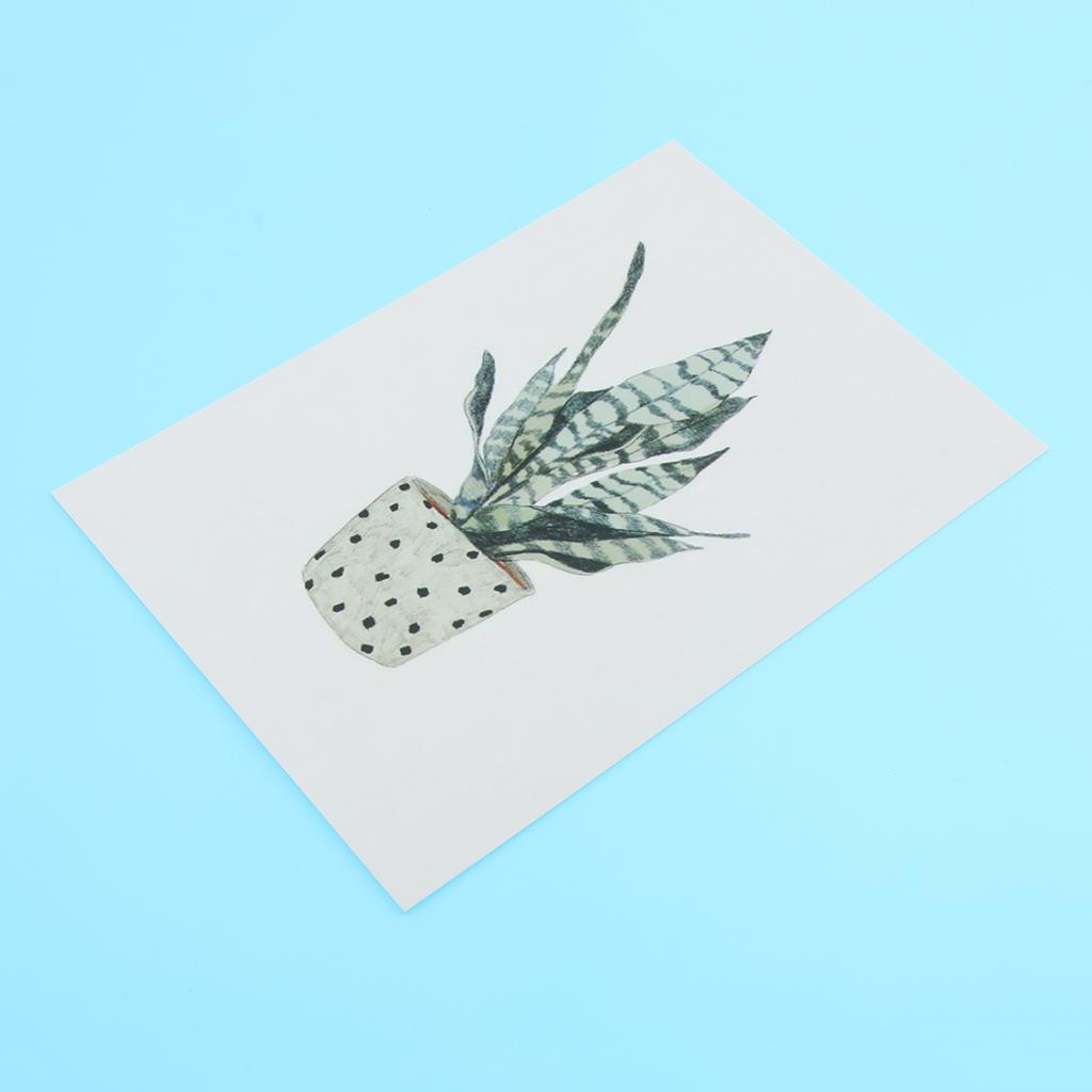 Photography Stuido Backdrop Leaf Card Picture Sansevieria trifasciata Prain