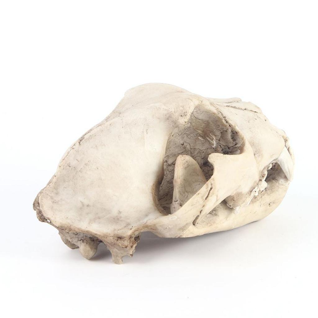 Resin Artificial Animal Skull for Party Aquarium Ornament Snow Leopard