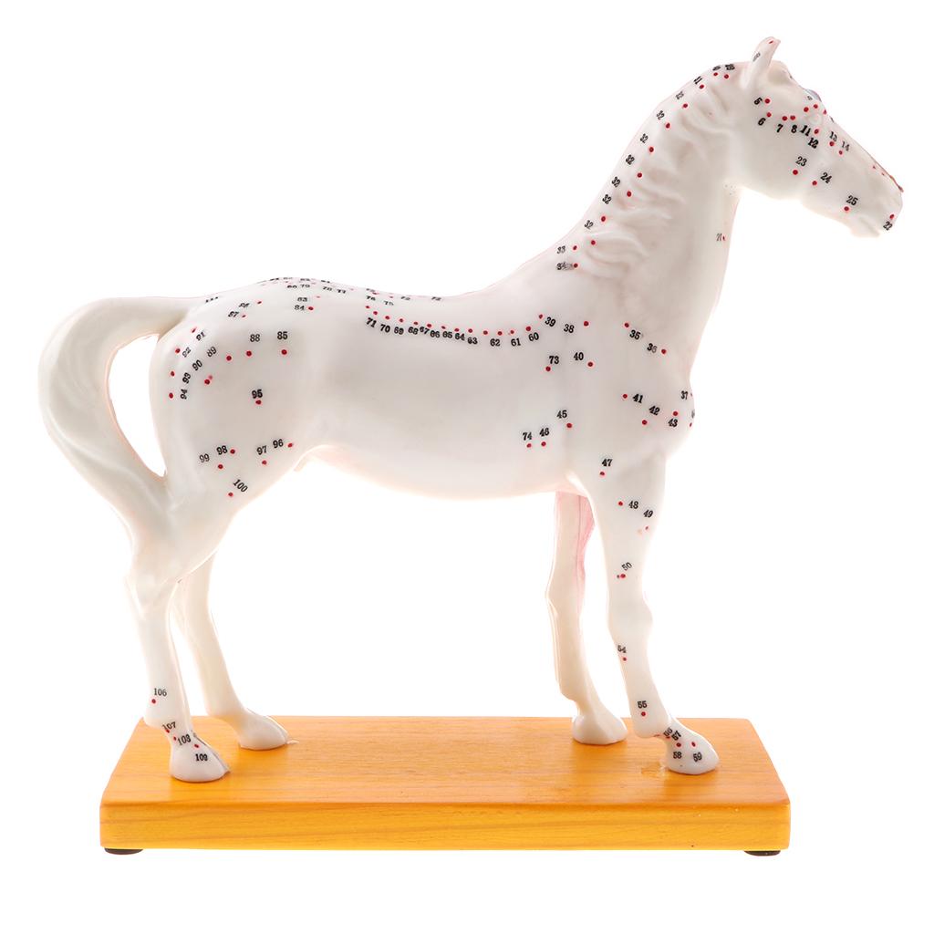 Horse Anatomical Model 114 Points