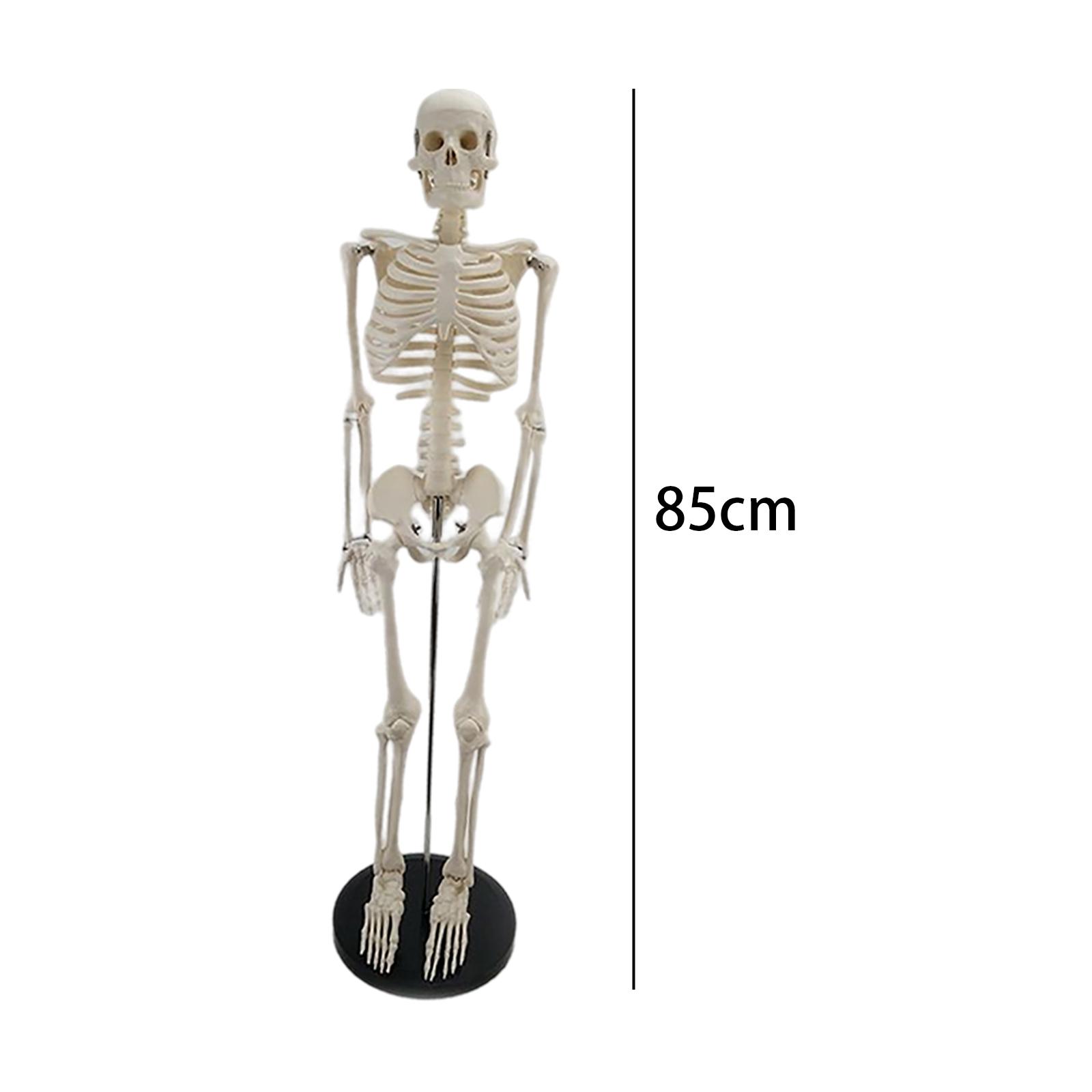  Skeleton Model 85cm for Teaching Aid Study Anatomy  Black Base 