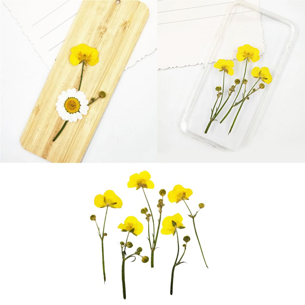 3x16 Pieces Natural Pressed Dried Flowers Fern Leaves DIY Art Craft Scrapbooks