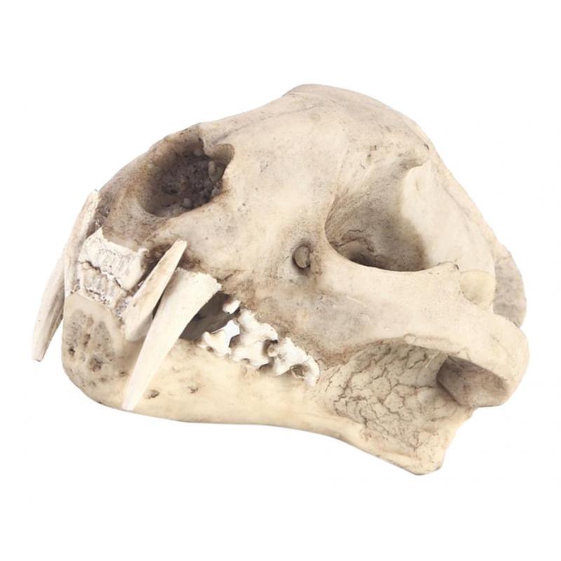 Resin Artificial Animal Skull for Party Aquarium Ornament Clouded Leopard