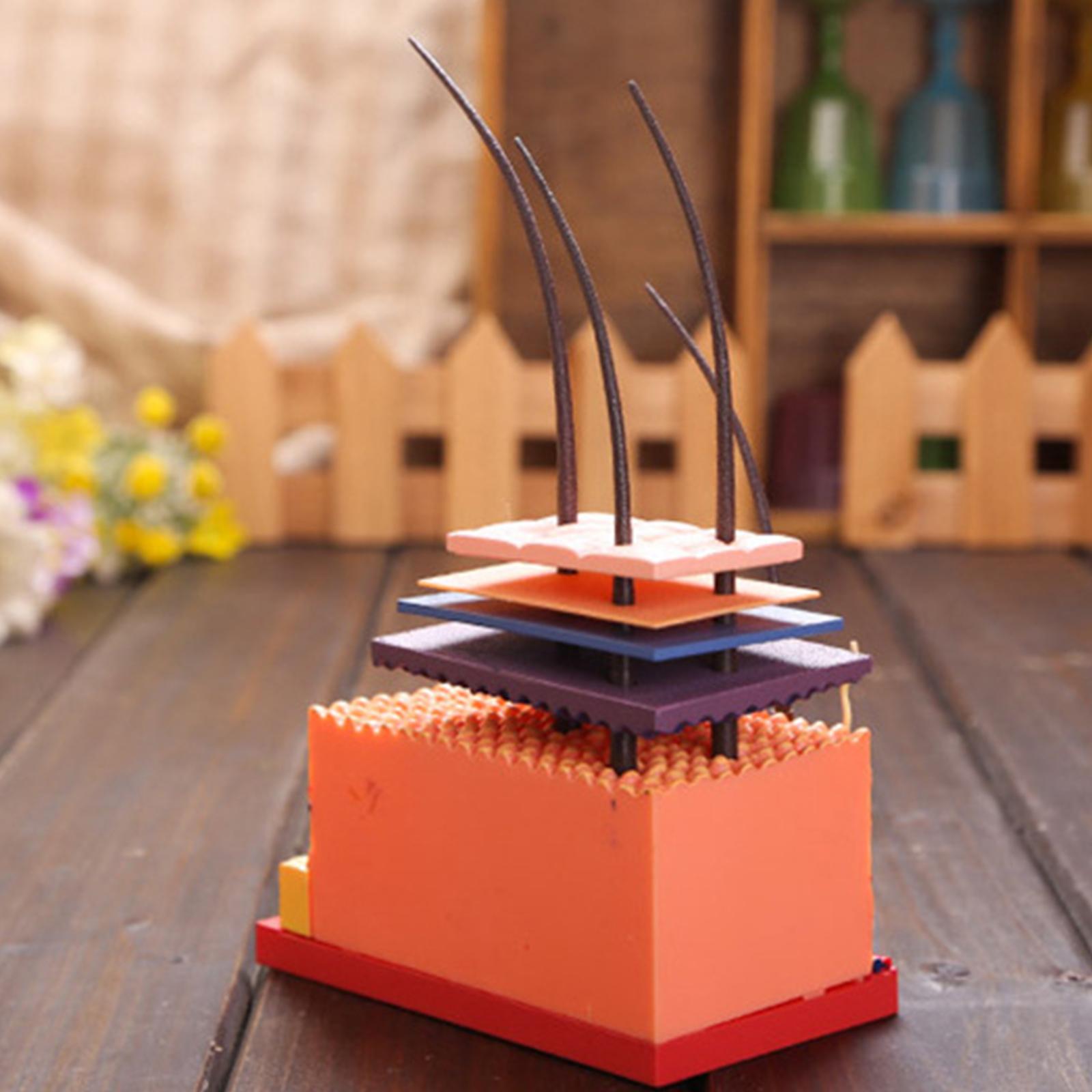 Skin And Hair 4D Puzzle Assembling Toy Human Body Organ Anatomical Model 