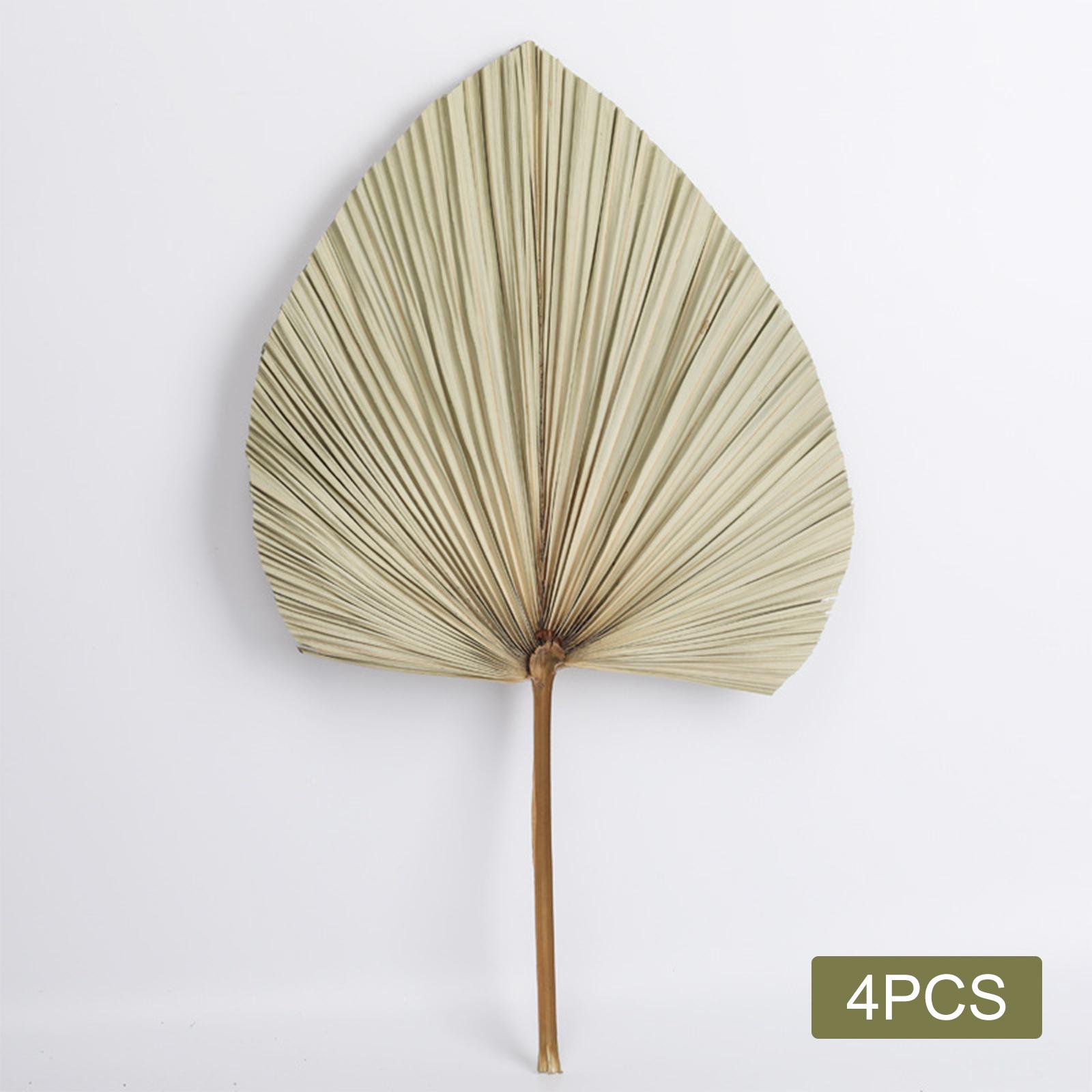 4x Dried Palm Fans Dried Palm Leaves for Home Luau Party Table Decoration