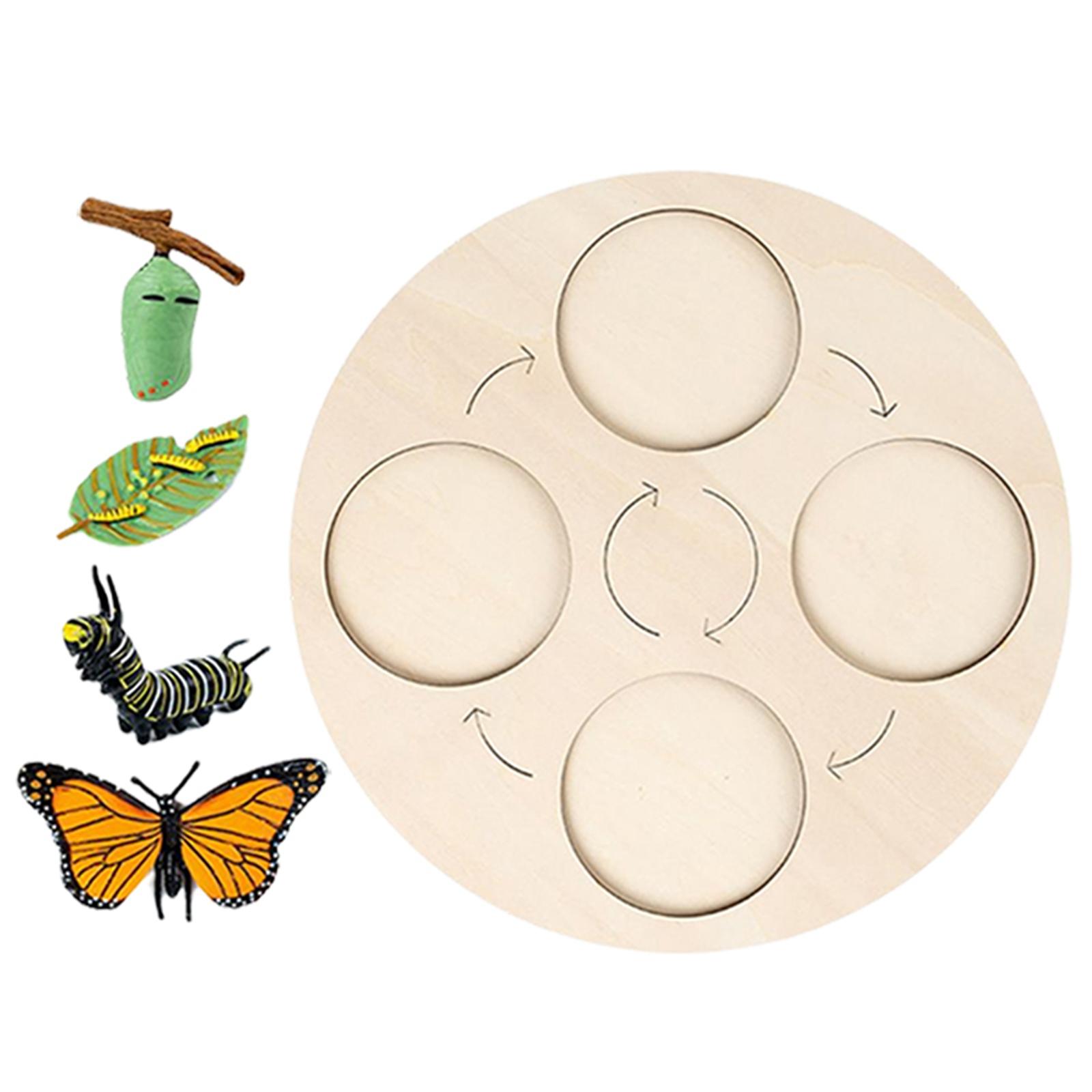 Life Cycle Board Butterfly