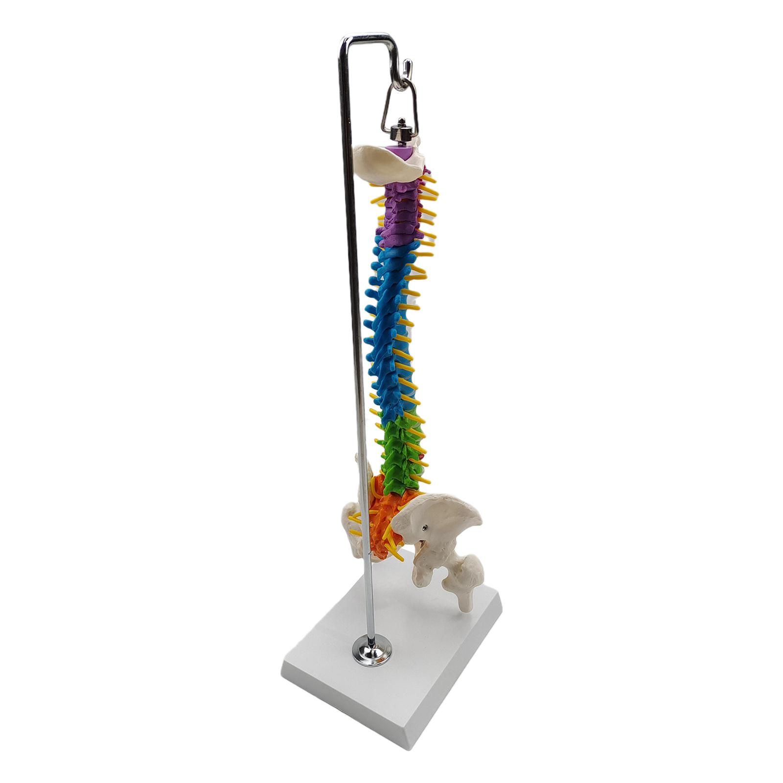 Human Skeleton Spine Model
