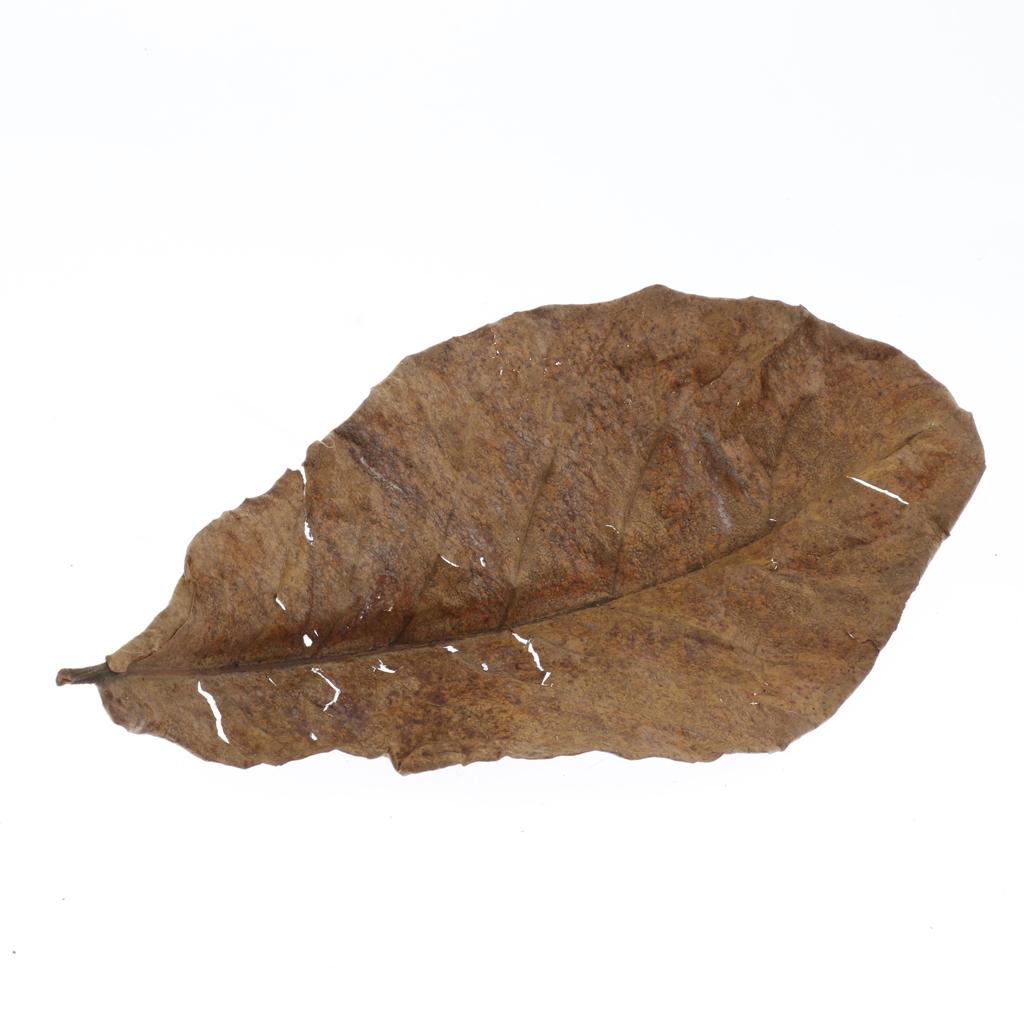 10pcs Natural Leaf Betta Leaves for Fish Tank Aquarium Pets