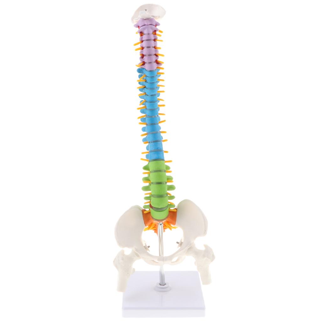 17inch Scientific Ultra Flexible Spine Model for Anatomy Teaching Learning