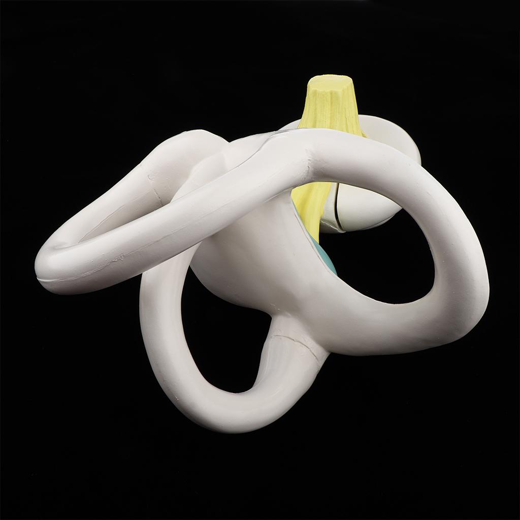 Anatomical Ear Labyrinth Model for School Teaching Supplies