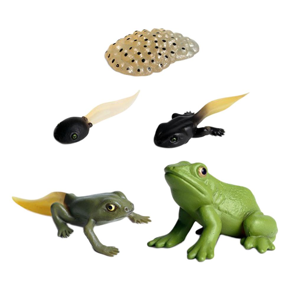 Kids Toy Simulation Animal Figures Set Frog Growth Process