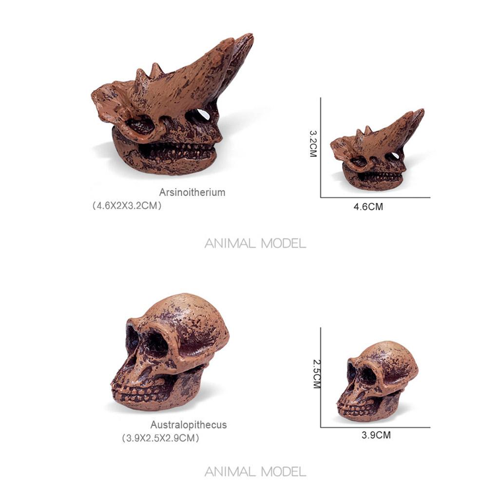 Animal Prehistoric Mammal Skull Model Cognitive Toys Figurines Gifts A