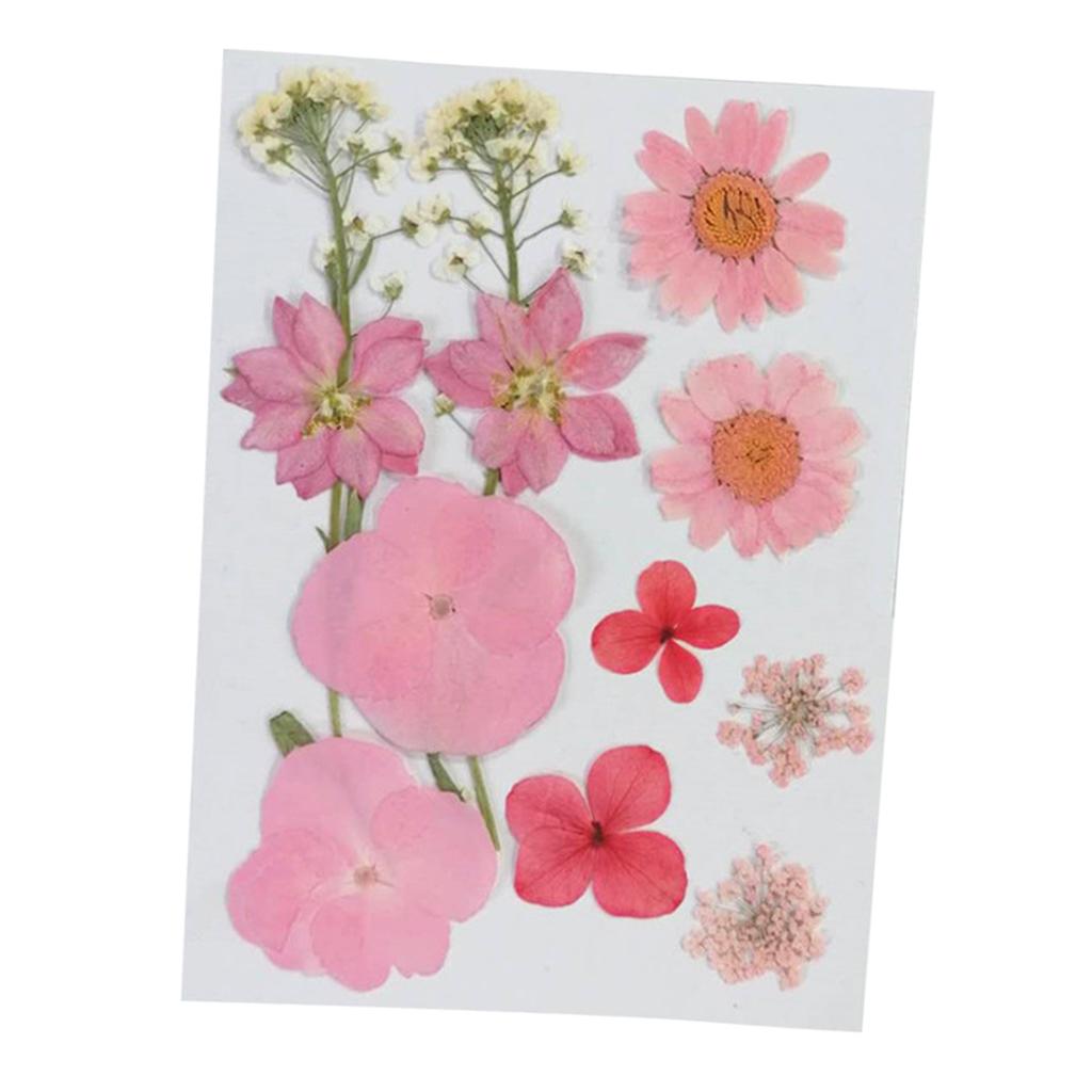 2xReal Dried Flowers Pressed Leaves Pink Swallows