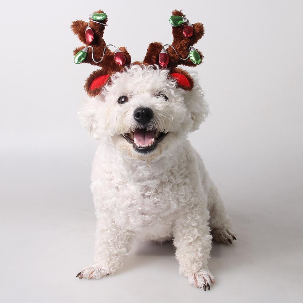 1x Haustier Kappe, Ersatz Hundekappe für Hunde Welpe Katze Kater