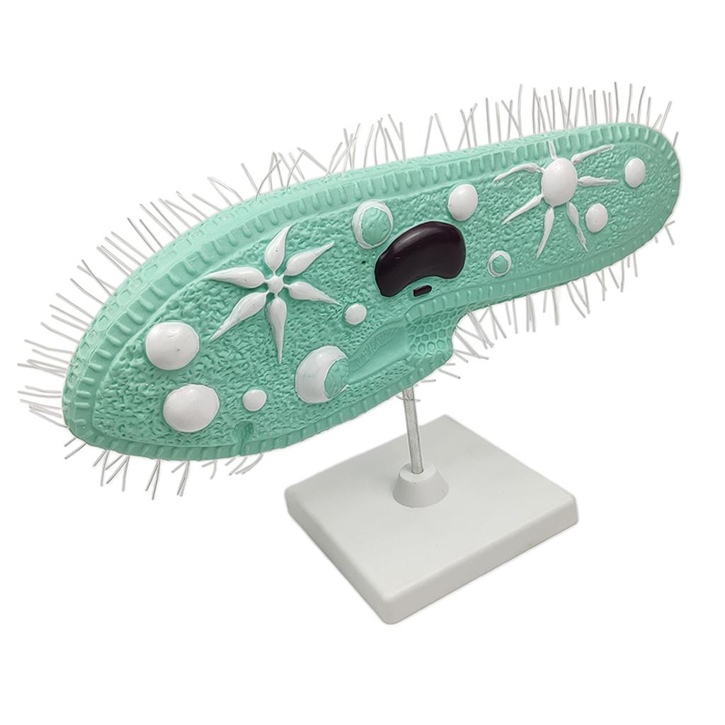 Paramecium Model Biology Model Science Display Teaching Aids Accessories