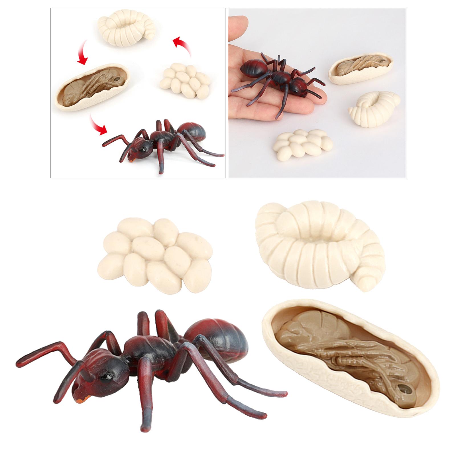 Simulation Ant Growth Life Cycle Figures Imagination Toy for Kids  Red