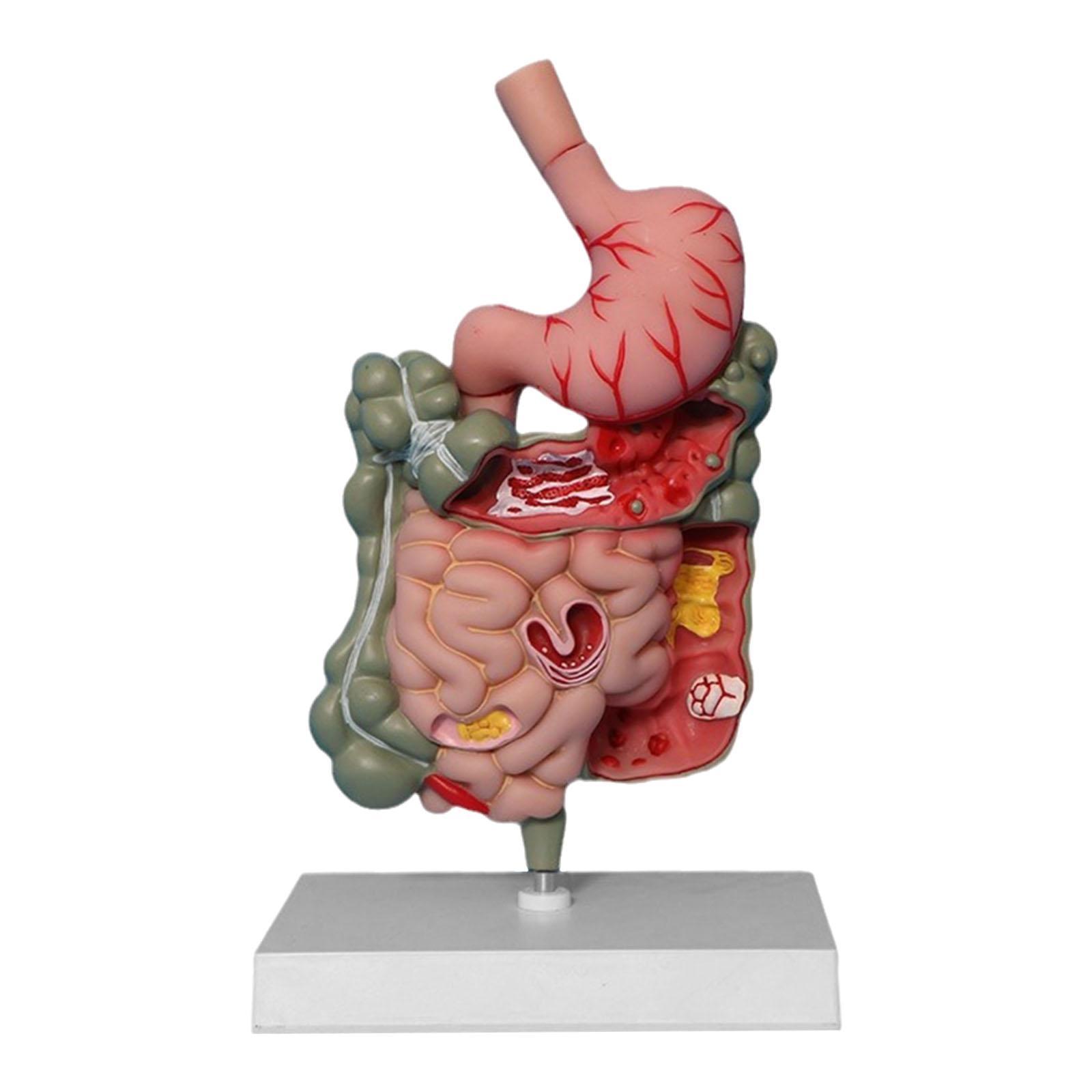 Human Digestive System Model PVC Stomach Model Demonstration Display