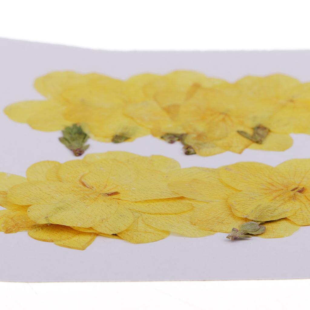10pcs Pressed Natural Dried Flowers Winter Jasmine for Craft Scrapbooking