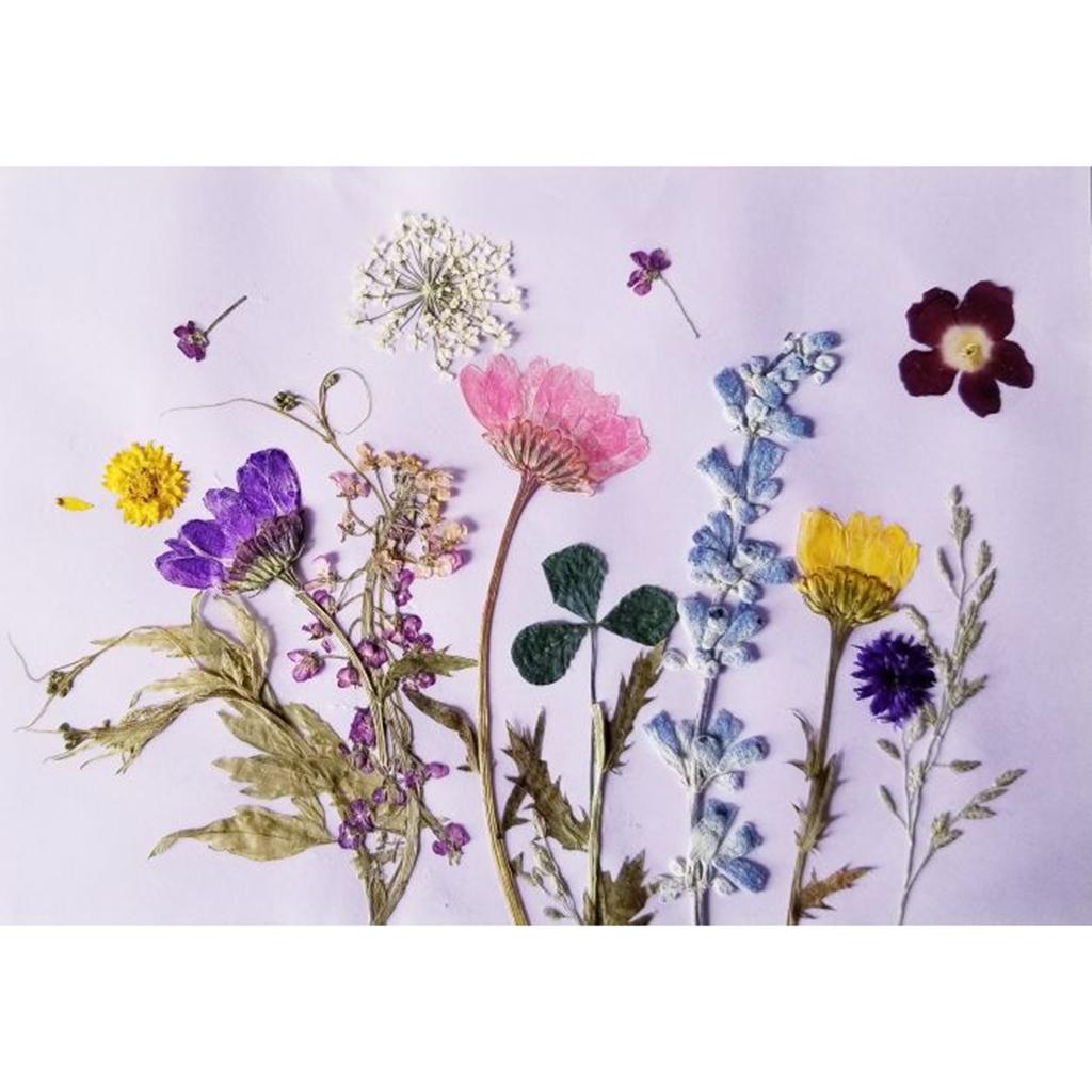 3x12 Pcs Pressed Flowers Dried Larkspur Real Pressed Dried Flowers DIY Purple