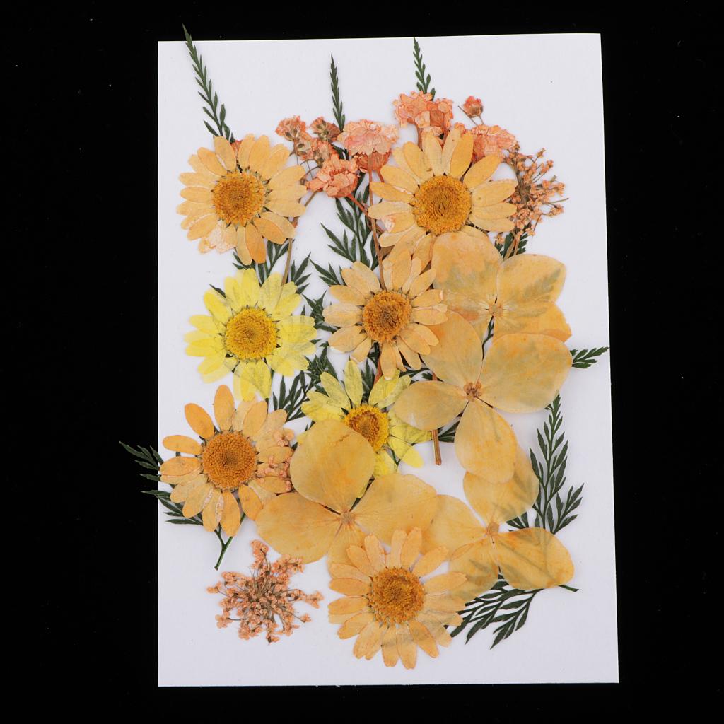 25Pcs Multiple Mix Natural Pressed Dried Flowers Leaves  orange 