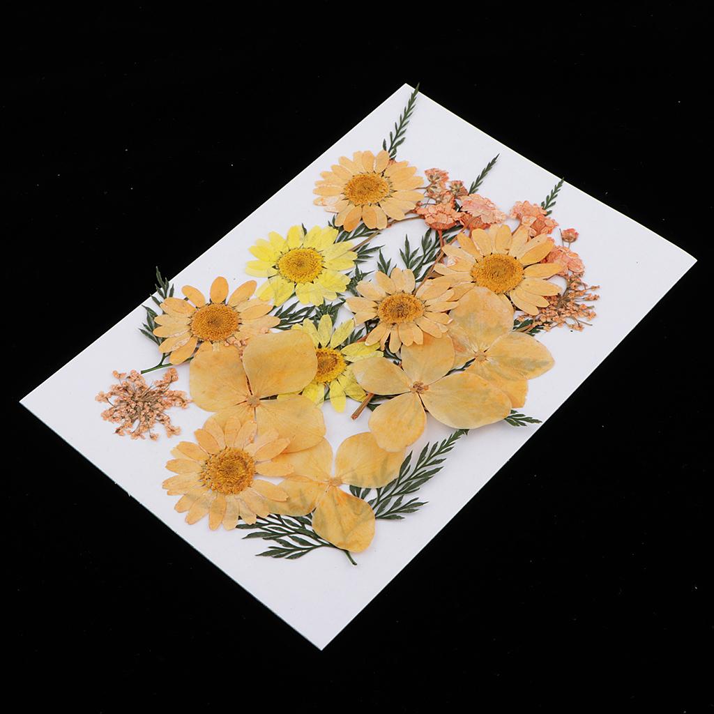 2x25Pcs Multiple Mix Natural Pressed Dried Flowers Leaves  orange 