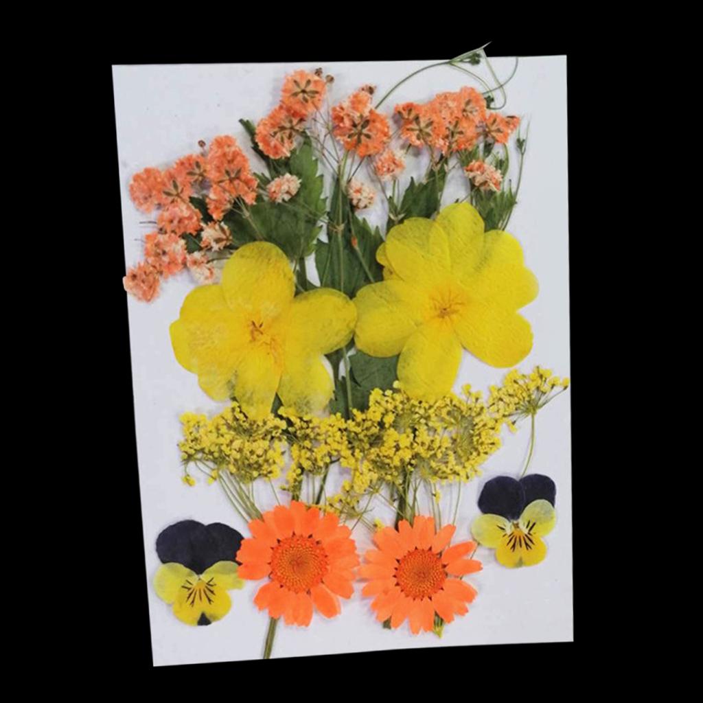 Real Dried Flowers Pressed Leaves Xiang Jin