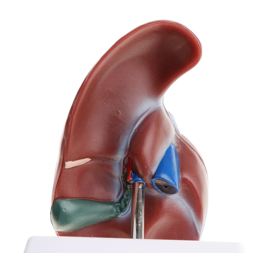 1:1 Anatomical Human Liver Lobule Gallbladder Model  Teaching Tools