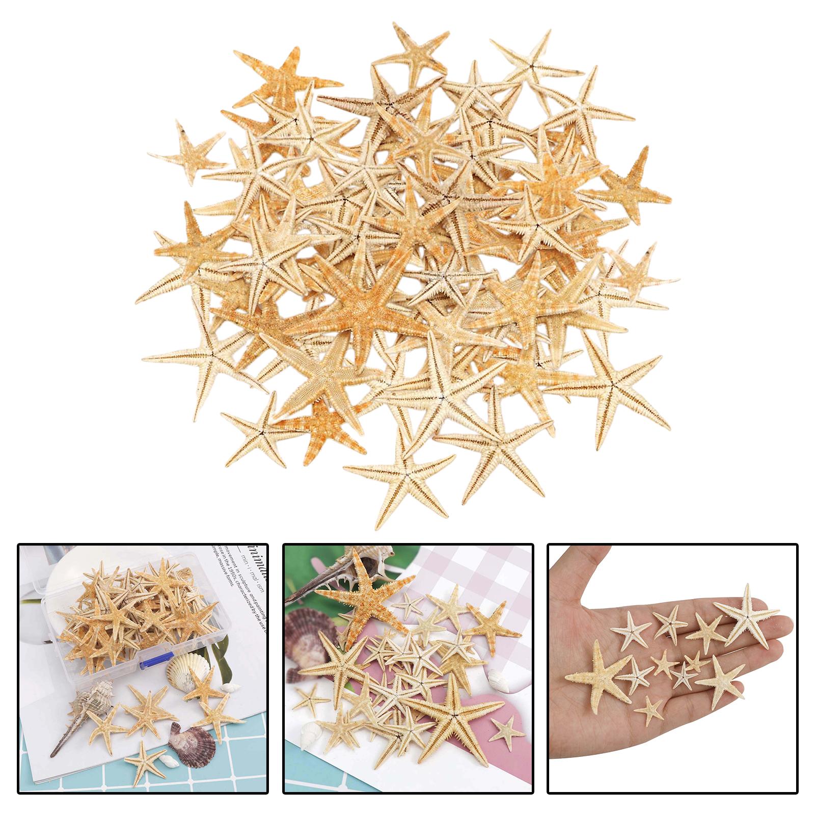 Natural Starfish Seashells Wedding Display Craft Aquarium Decorations